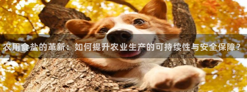 威九国际理论片最经典十首歌曲